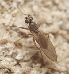 Lonchoptera bifurcata