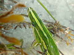 Heterostichus rostratus