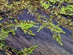 Callicladium imponens