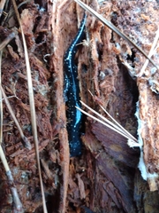 Plethodon mississippi