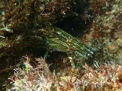 Heterostichus rostratus