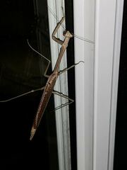 Archimantis latistyla