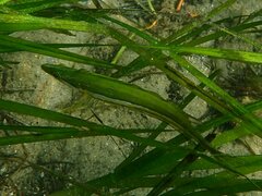 Heterostichus rostratus