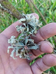 Ramalina canariensis