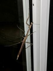 Archimantis latistyla