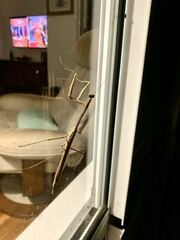 Archimantis latistyla