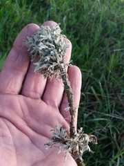Ramalina canariensis