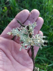 Ramalina canariensis