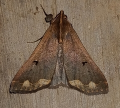 Rejectaria cocytalis