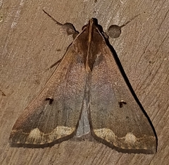 Rejectaria cocytalis