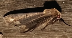 Rejectaria cocytalis