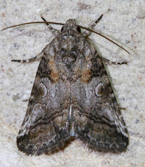 Aleptina inca