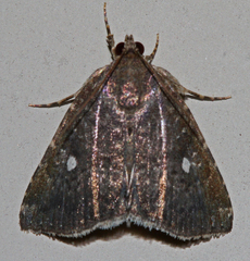Amyna bullula