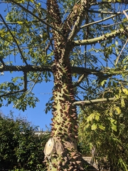 Ceiba speciosa