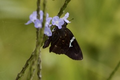 Eudamini