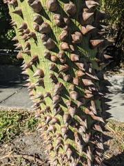 Ceiba speciosa