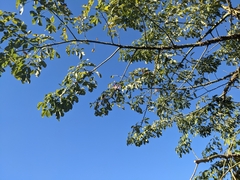 Ceiba speciosa