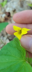 Viola pubescens