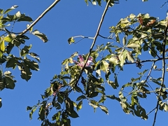 Ceiba speciosa