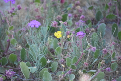 Eulobus californicus