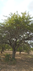 Prosopis alba