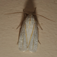 Cryptophasa flavolineata