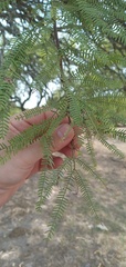 Prosopis alba