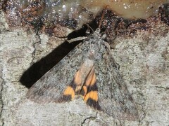 Catocala connubialis