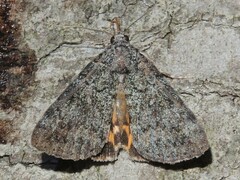 Catocala connubialis