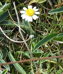 Anthyllis vulneraria