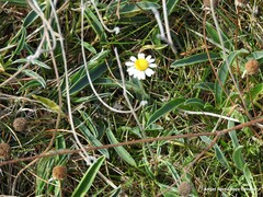 Anthyllis vulneraria