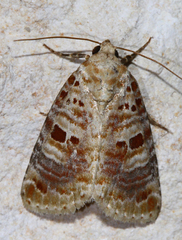 Diastema tigris