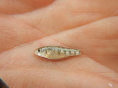 Cyprinodon rubrofluviatilis