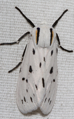 Ectypia bivittata