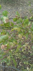 Lycium boerhaviifolium
