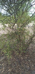 Lycium boerhaviifolium