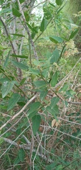 Byttneria filipes