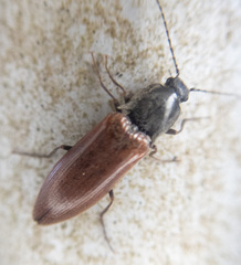 Acteniceromorphus sagiticollis
