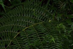 Cyathea atrovirens