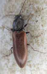 Acteniceromorphus sagiticollis