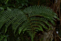 Cyathea atrovirens