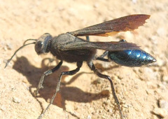 Stangeella cyaniventris