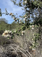 Ceanothus crassifolius