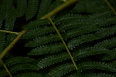 Cyathea atrovirens