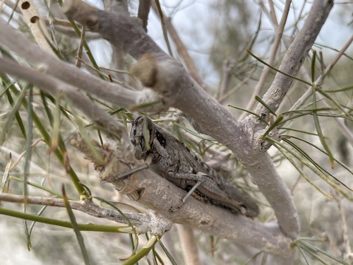iNaturalist observation photo of Gray Bird Grasshopper