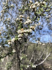 Ceanothus crassifolius