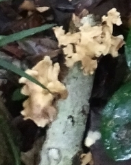 Xylaria flabelliformis