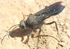 Stangeella cyaniventris