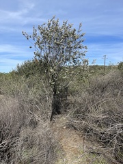Ceanothus crassifolius