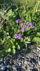 Phacelia crenulata